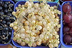 White Organic Currents