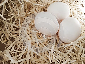 White organic eggs sawdust fresh chicken group focus