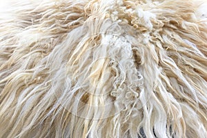 White Organic Fleece Texture. Old Coat. White Carpet Background.