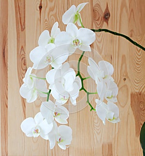 White orhid.