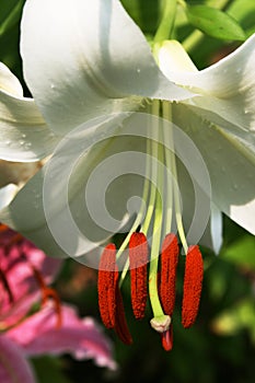 Bílý orientální lilie 