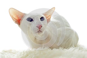 White oriental cat