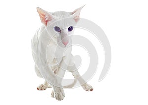 White oriental cat