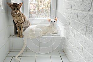 White oriental cat and oriental shorthair tabby kitten warming on the radiators