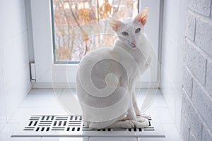 White oriental cat warming himself on the radiators in the bathroom