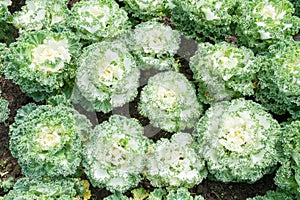 White Ornamental Cabbage plants