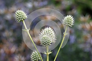 White ornamental sea holly flowers in close up