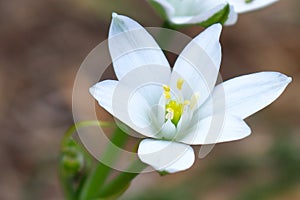 White ornithogalum closeup