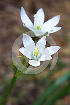 White ornithogalum closeup