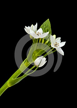 .white Ornithogalum flowering spike