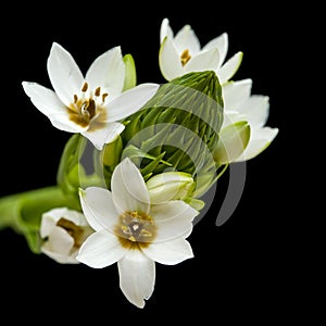 White Ornithogalum flowering spike