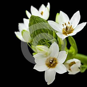 White Ornithogalum flowering spike