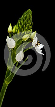 White Ornithogalum flowering spike