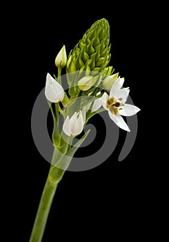 White Ornithogalum flowering spike