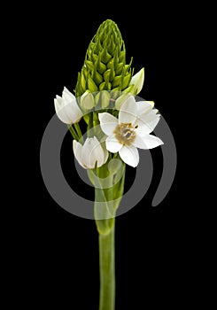 White Ornithogalum flowering spike