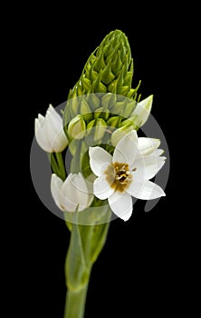 White Ornithogalum flowering spike