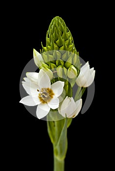 White Ornithogalum flowering spike