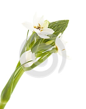 White Ornithogalum flowering spike