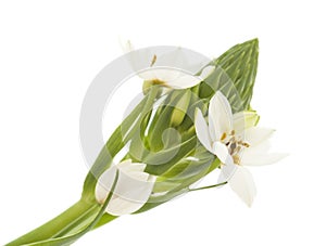 White Ornithogalum flowering spike