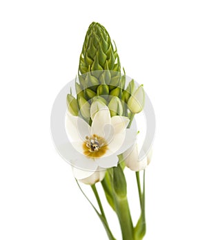 White Ornithogalum flowering spike