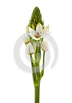 White Ornithogalum flowering spike