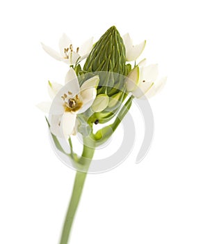 White Ornithogalum flowering spike