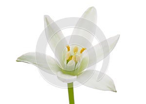 White Ornithogalum (Grass Lily) Flower photo