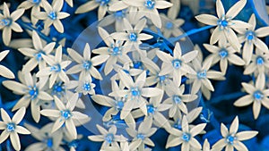 White Ornithogalum (Grass Lily) Flowers with Blue Leaves (16:9 Aspect Ratio)