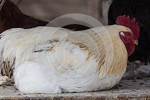 White Orpington rooster