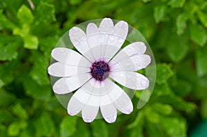 White Osteospermum African Daisy photo