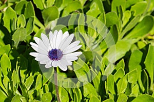 White Osteospermum African Daisy flower, California