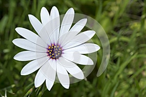 White Osteospermum Ecklonis