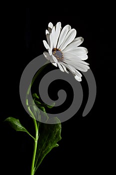 White Osteospermum flower