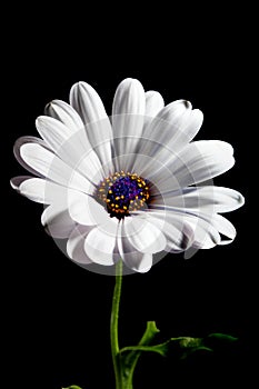 White Osteospermum flower