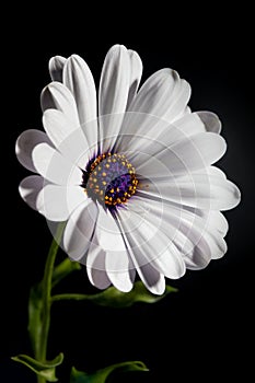 White Osteospermum flower photo