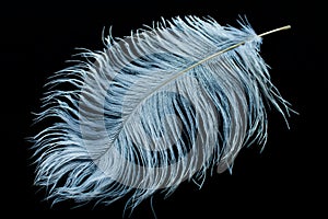 White ostrich feather