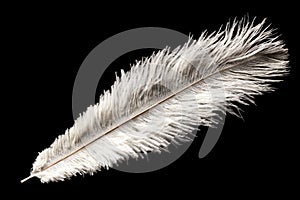 White ostrich feather