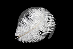 White ostrich feather on a black isolated background
