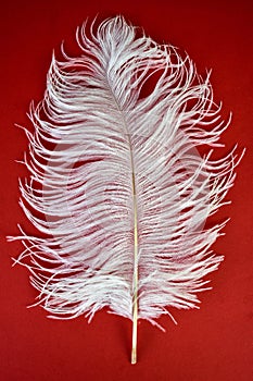 White ostrich feather on a red background.