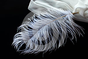 White ostrich feather and white fabric