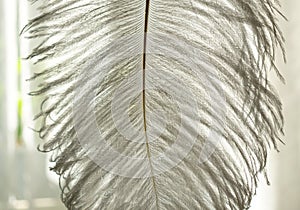 White ostrich feather on a window background, close-up.