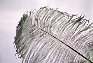 White ostrich feather on a window background.Close-up.
