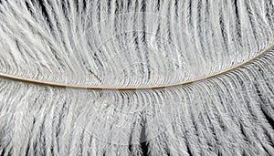 White ostrich feathers with a visible texture