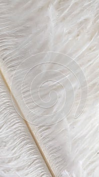 white ostrich feathers with a visible texture