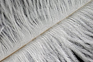 White ostrich feathers with a visible texture