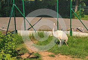 Pštros biely v zoologickej záhrade v meste Bojnice na Slovensku. Iné názvy pre veľkú nandu zahŕňajú sivú, obyčajnú alebo americkú nandu