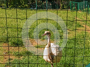 Pštros biely v zoologickej záhrade v meste Bojnice na Slovensku. Iné názvy pre veľkú nandu zahŕňajú sivú, obyčajnú alebo americkú nandu