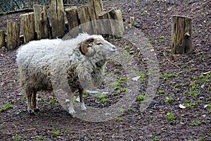 White Ouessant sheep standing in the mud