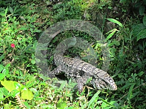 White Overo Lizard