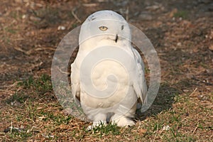 White owl